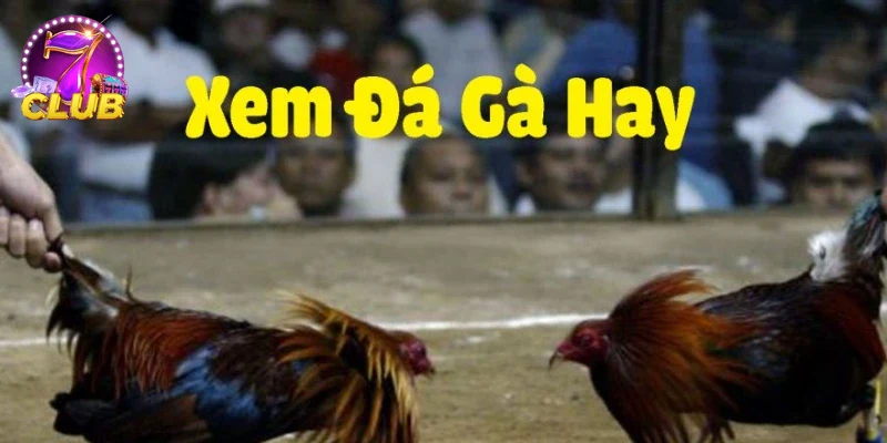 Hình ảnh khuyến mãi nổi bật khi chơi ĐÁ GÀ THOMO tại web uy tín