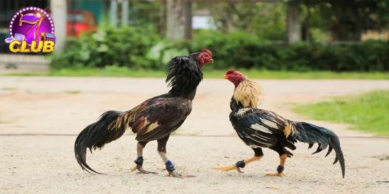 Khuyến mãi đặc biệt hấp dẫn khi tham gia ĐÁ GÀ CỰA SẮT trực tuyến.