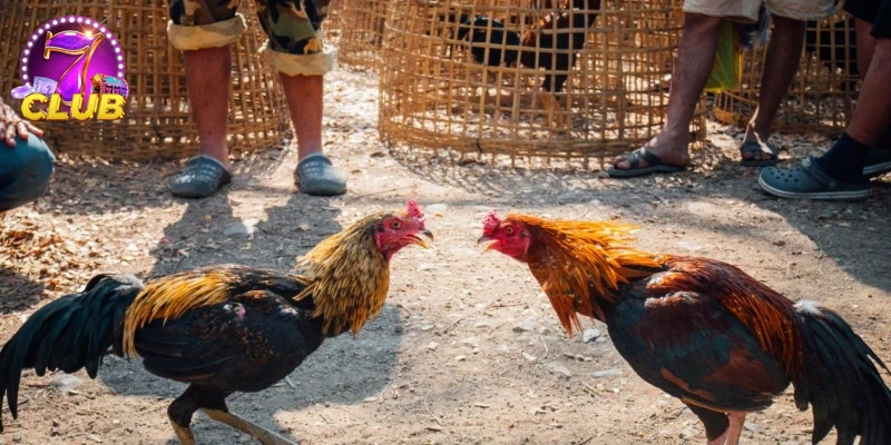 Khuyến mãi hấp dẫn dành riêng cho người chơi ĐÁ GÀ CPC