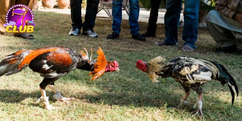 Người chơi trải nghiệm trận đấu ĐÁ GÀ CỰA SẮT sôi động.