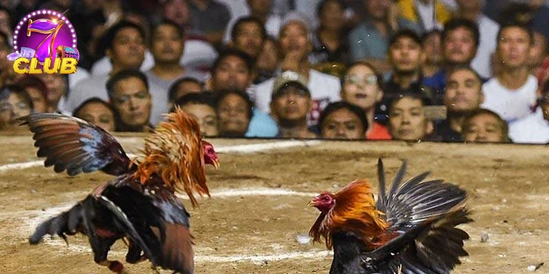 Trực tiếp trải nghiệm người tham gia ĐÁ GÀ CPC tại 7CLUB